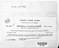 Russula paxilloides image